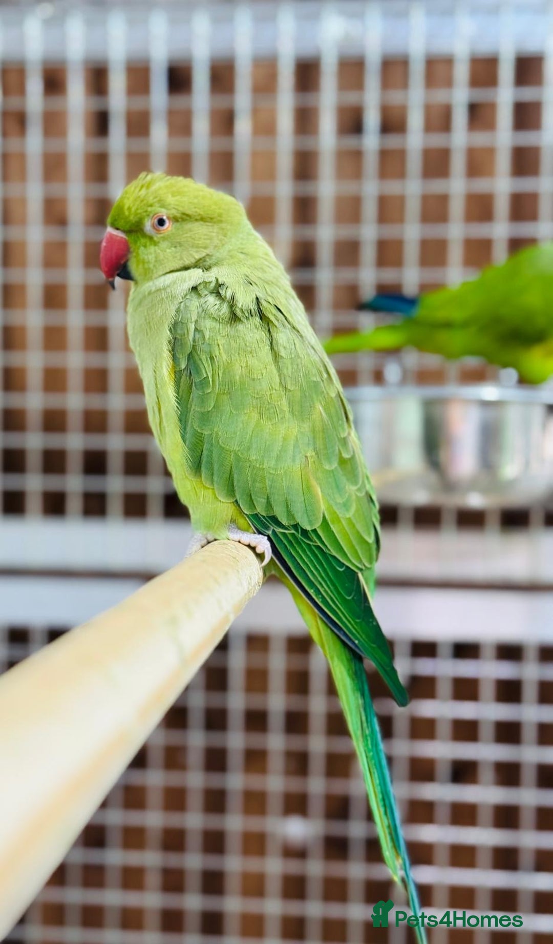 Ringnecks birds for sale: Indian ring neck - Image 3