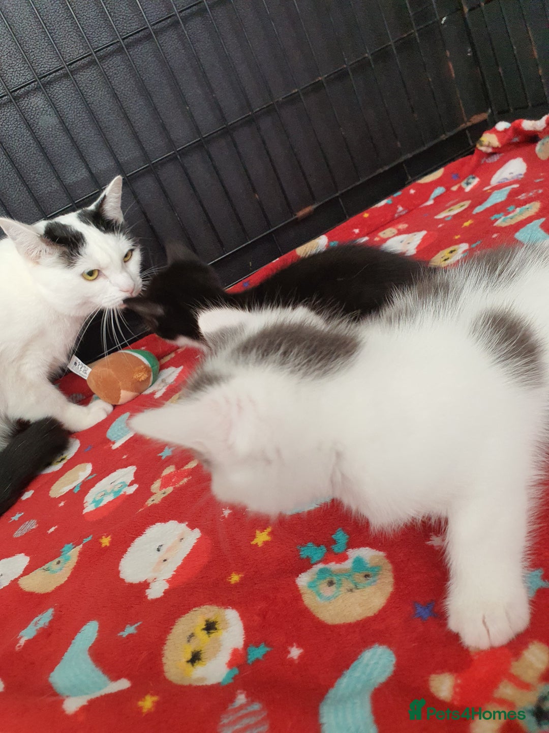 Mixed Breed cats for sale: 2 beautiful kittens for sale - Image 4