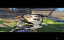 Mixed Breed dogs for sale: Husky cross puppies for sale  - Image 11