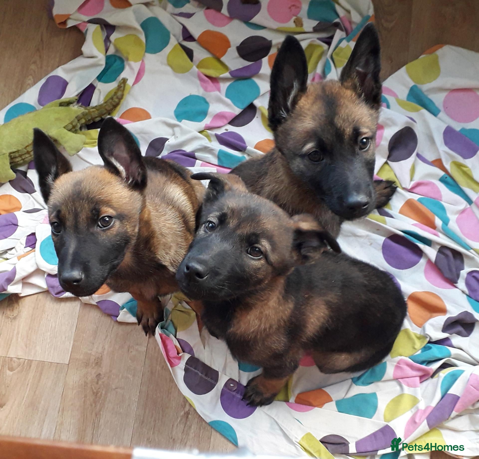 Belgian Shepherd Dog dogs 4 Belgian shepherd pups  - Advert 12