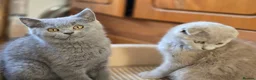 Scottish Fold cats for sale: scottish fold lilac and  blue straight female  - Advert 7