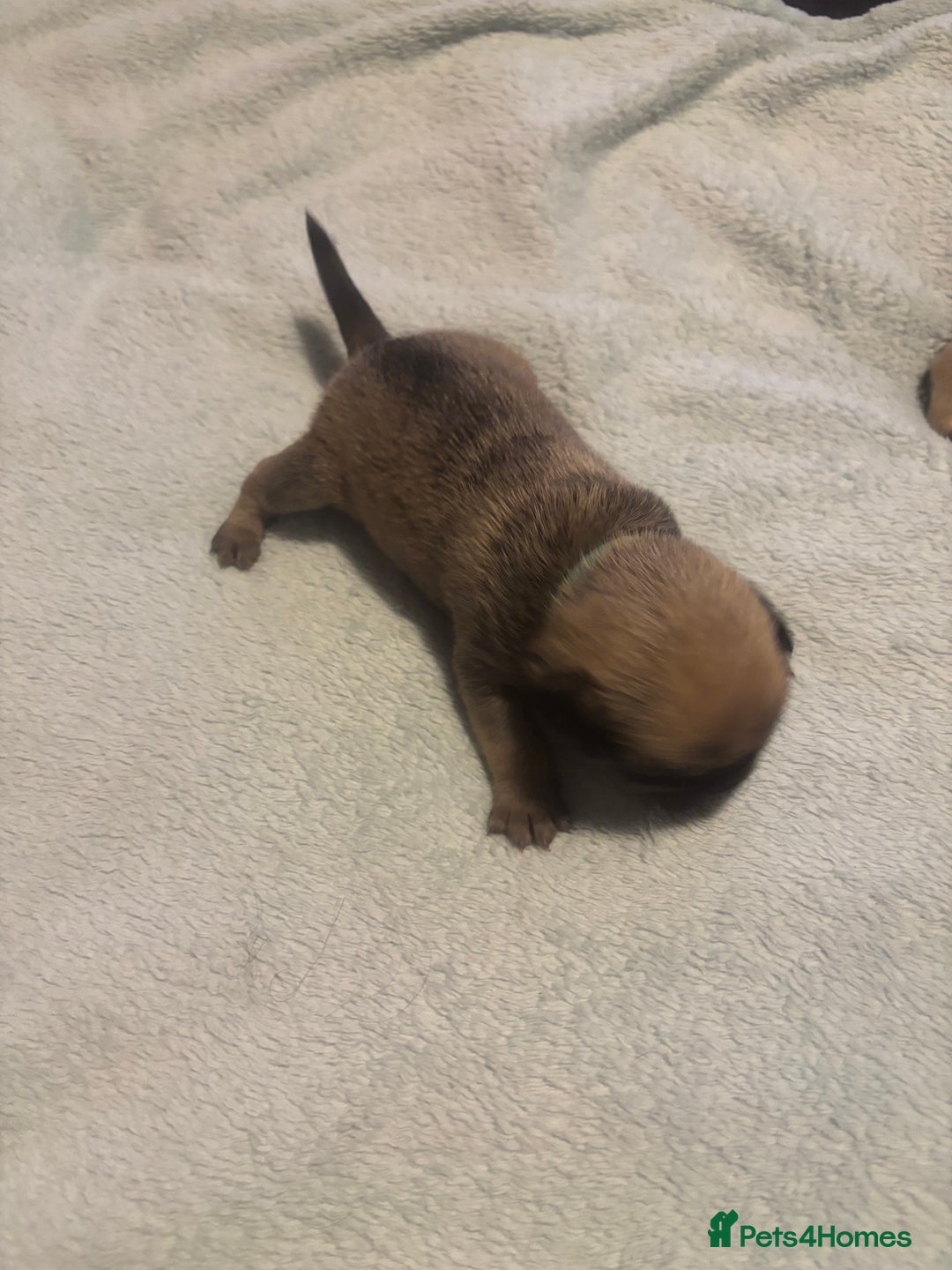 Pug dogs for sale: Pug Puppies  - Image 12