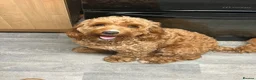 Cockapoo dogs for sale: BEAUTIFUL F1b cockapoo’s  - Advert 5