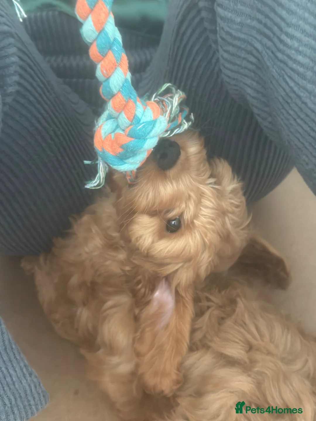 Mixed Breed dogs for sale: Fb1 cockapoo for sale - Advert 2