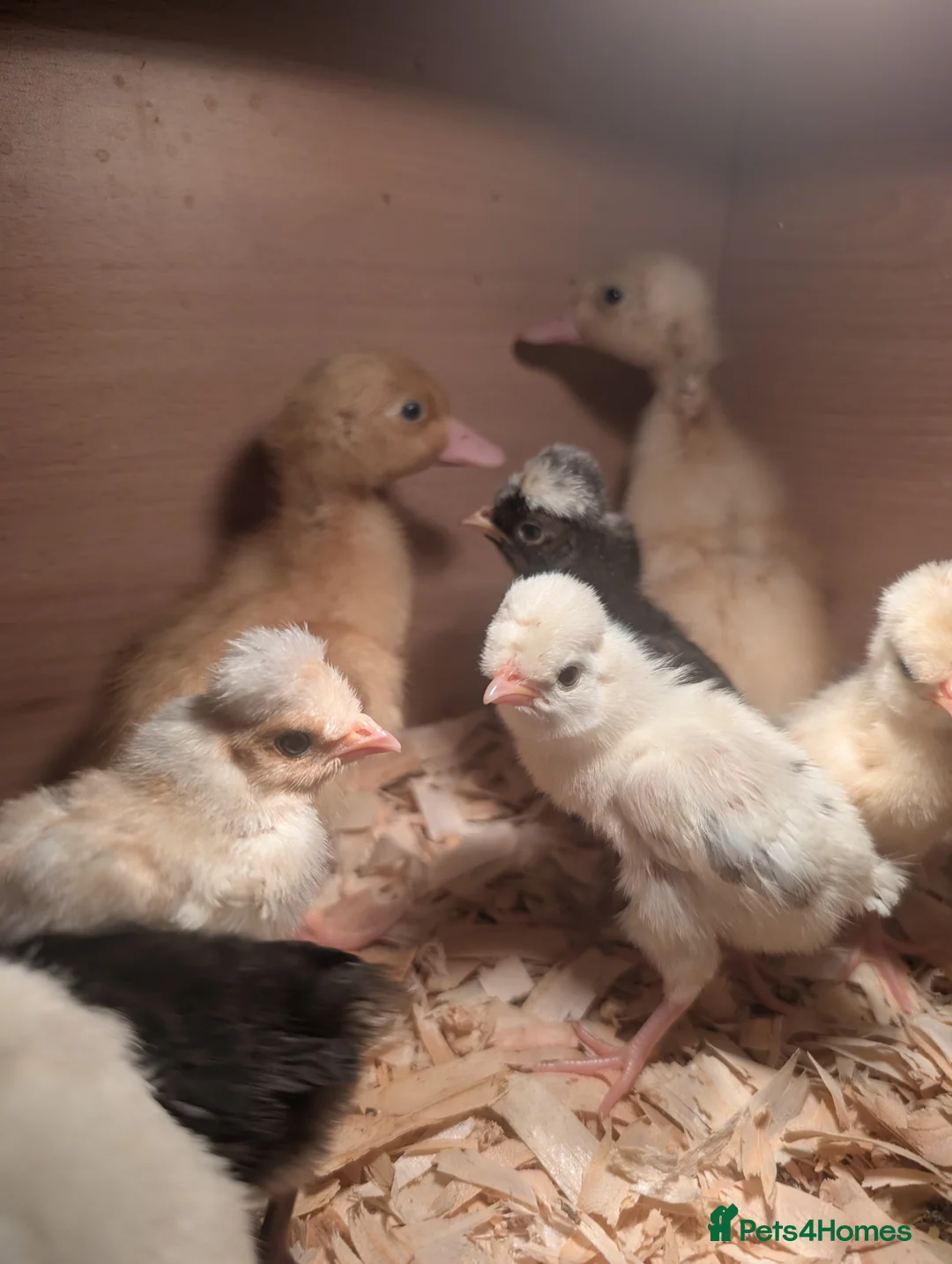 Ducks poultry for sale: chicks and ducklings  - Advert 2