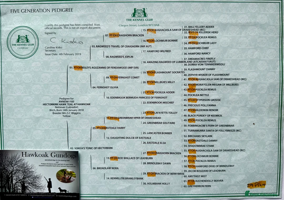 Labrador Retriever dogs for sale: Stunning Yellow Labrador Puppies - Advert 2