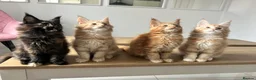 Maine Coon cats for sale: Maine Coon kittens - Advert 1