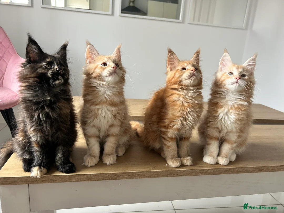 Maine Coon cats for sale: Maine Coon kittens - Advert 1