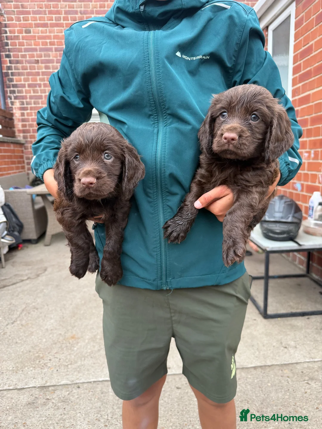 Cocker Spaniel dogs for sale: KC WORKING COCKER SPANIELS FTCH BLOODLINES  in Doncaster - Advert 1