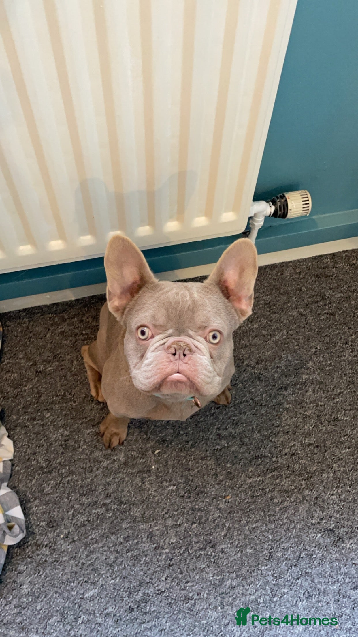 French Bulldog dogs for stud: Kc registered proven stud  - Advert 3