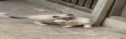 Ragdoll cats for sale: 4 Full Breed Ragdolls - Advert 3