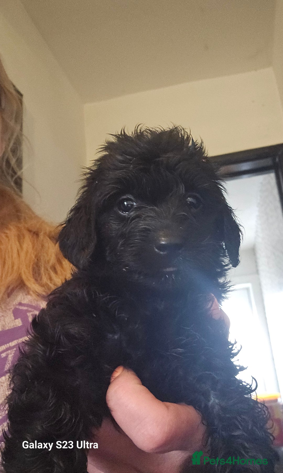 Doxiepoo dogs for sale: Doxipoos puppies mega curly and suited  - Image 11