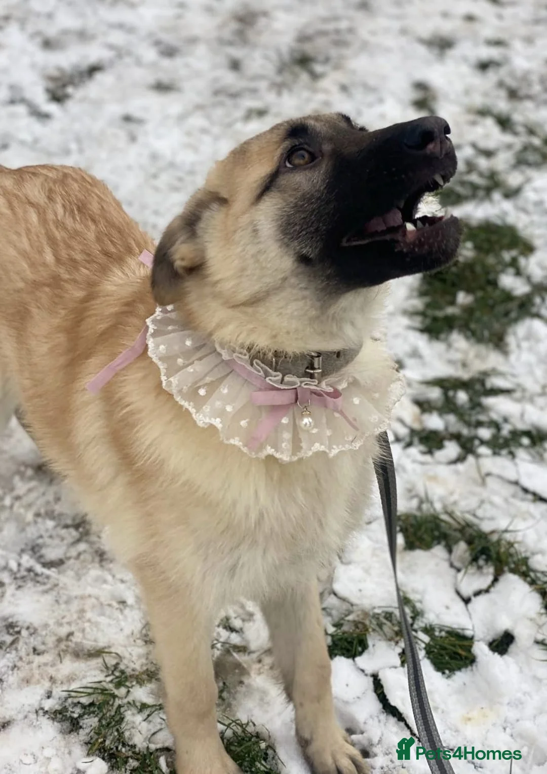 Mixed Breed dogs for adoption: ❤️JILLY❤️ 8 months old gentle puppy girl - Advert 6