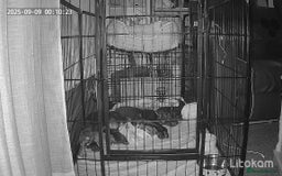 Sprocker dogs for sale: Sprockers - Image 3