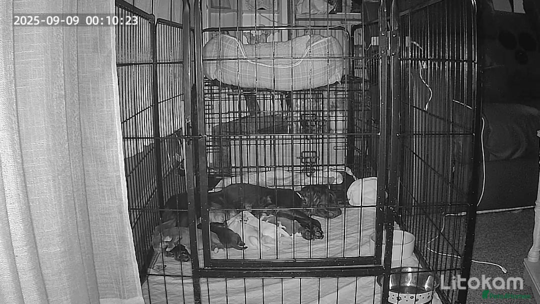 Sprocker dogs for sale: Sprockers - Image 3
