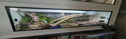 Rat Snake reptiles for sale: Russian rat snake female  in Andover - Advert 5