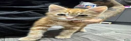Mixed Breed cats for sale: 8Month old ginger kitten - Advert 7