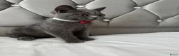 British Shorthair cats for sale: Beautiful  Blue British Shorthair Kittens  - Advert 26
