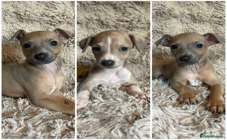Mixed Breed dogs - Advert 16