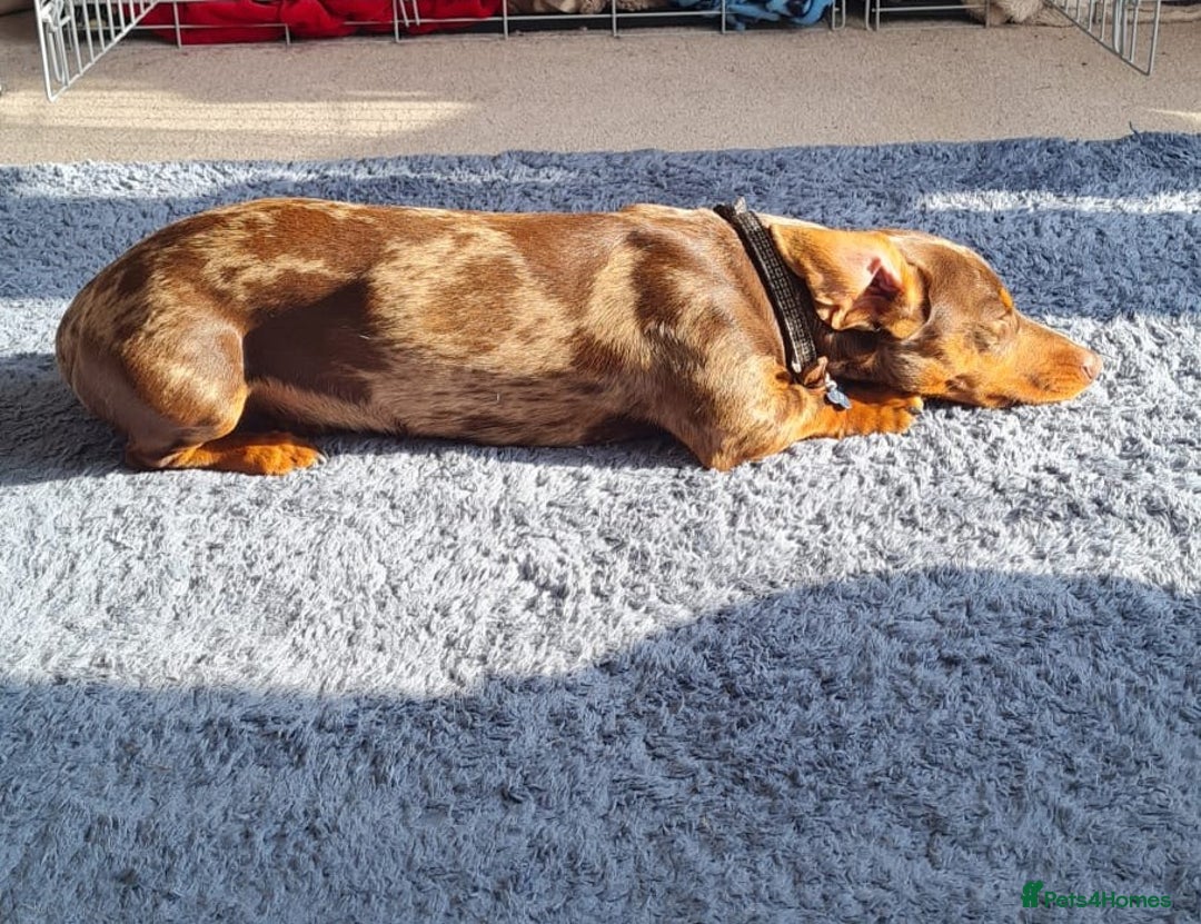 Dachshund dogs for stud: Standard Dapple Dachshund Stud - Image 7