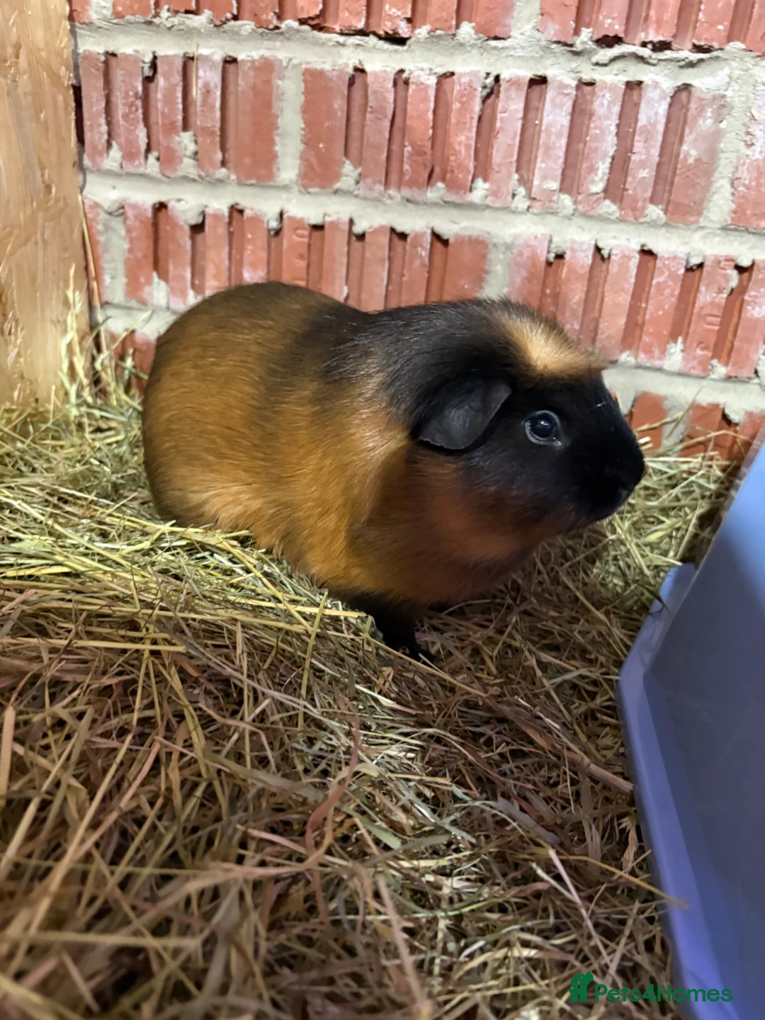 Guinea Pig rodents for sale: Guinea pigs available  - Advert 2