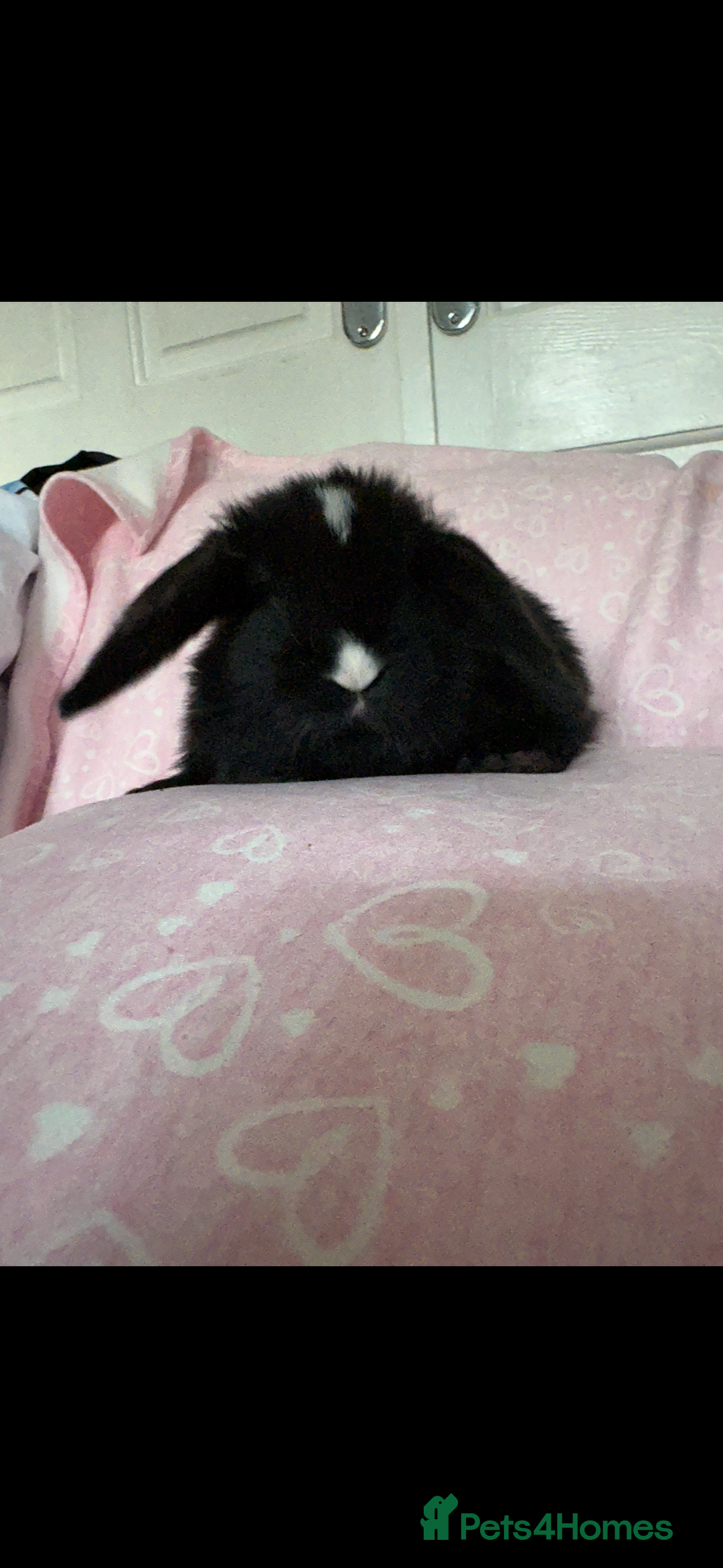 Mini Lop rabbits for sale: Beautiful little mini lop baby bunny rabbits  - Advert 23