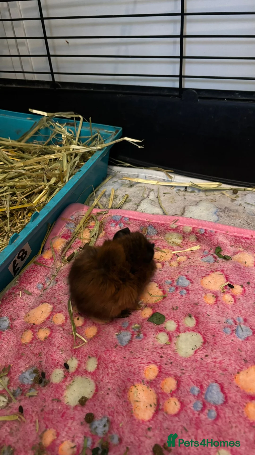 Guinea Pig rodents for sale: 2 sister  - Advert 1