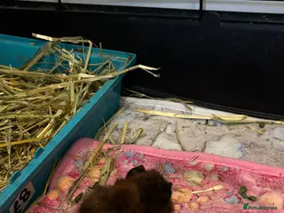 Guinea Pig rodents 2 girls - Advert 1