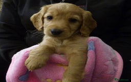 Cockapoo dogs for sale: Cockapoo F2 Puppies - Image 18