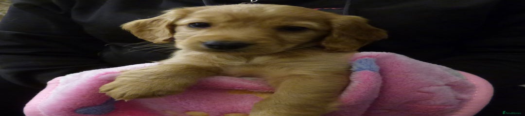 Cockapoo Puppy 8
