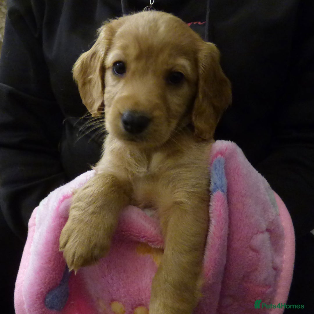 Cockapoo dogs for sale: Cockapoo F2 Puppies - Image 18
