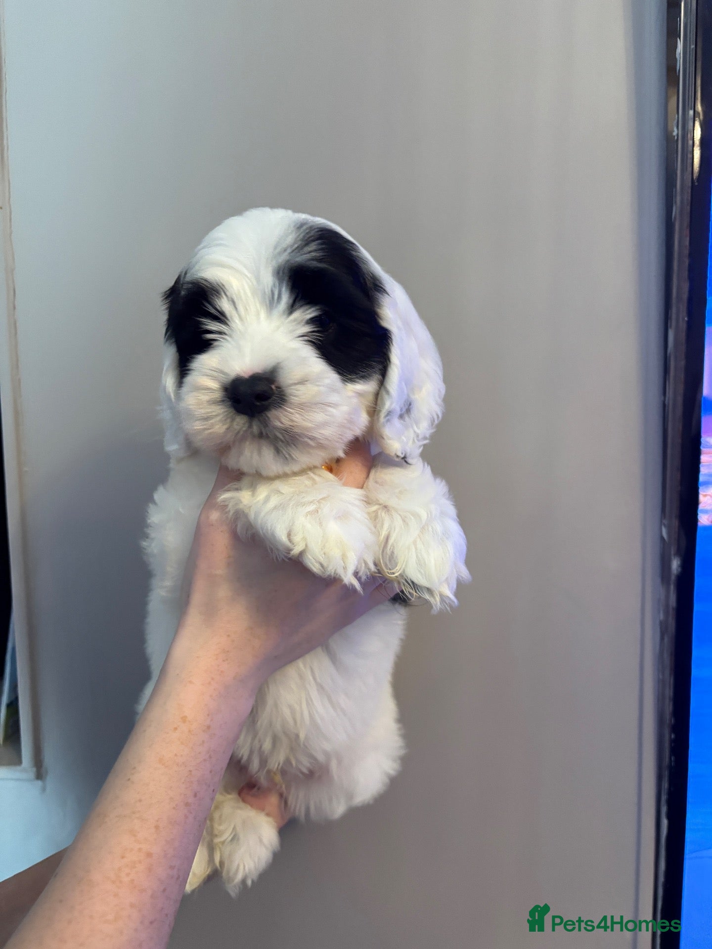 Sheepadoodle dogs Miniature Sheepadoodles - Advert 9