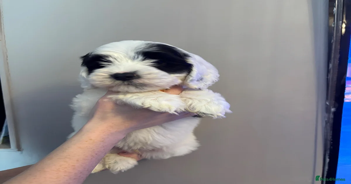 Puppies for sale in Glasgow City | Pets4Homes
