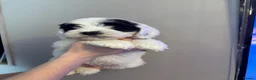 Sheepadoodle dogs for sale: Miniature Sheepadoodles - Advert 1