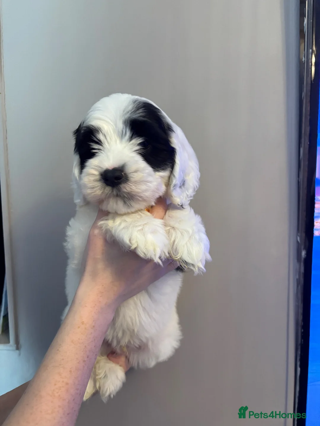 Sheepadoodle dogs for sale: Miniature Sheepadoodles - Advert 1