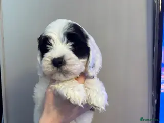 Sheepadoodle dogs Miniature Sheepadoodles - Advert 9