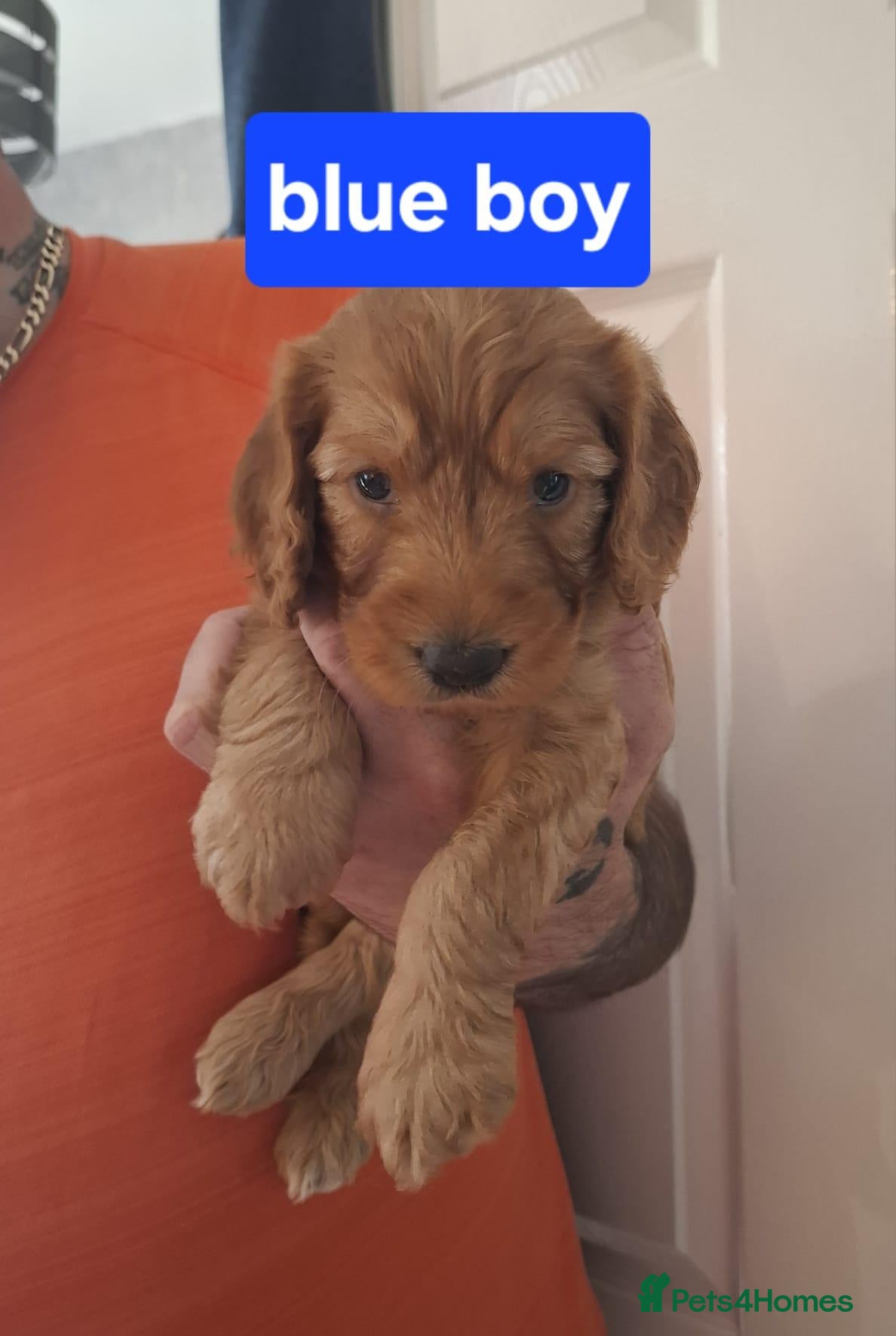 Cockapoo dogs F1B cockapoo puppies  - Advert 7