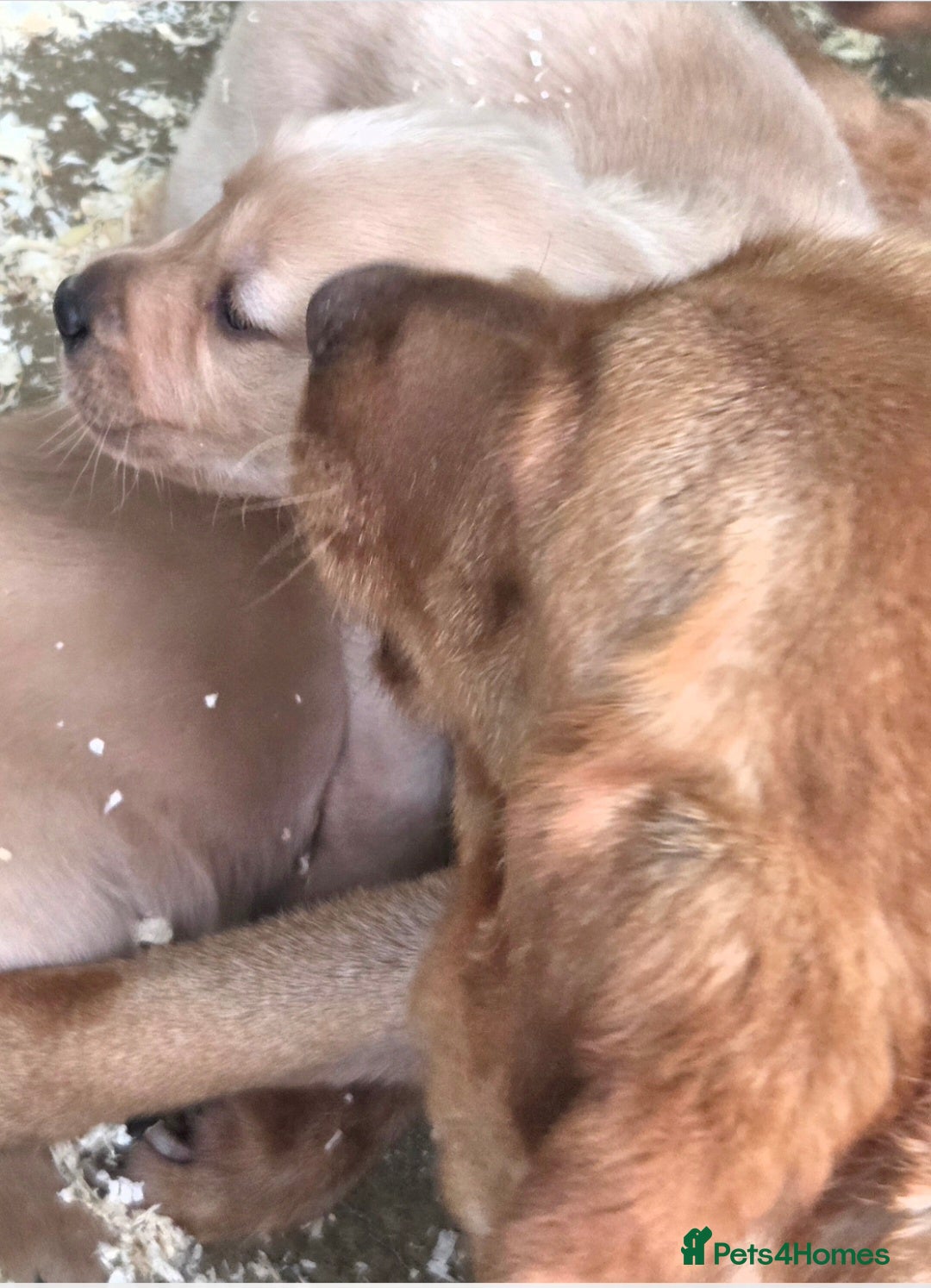 Goldador dogs for sale: 🧡 beautiful chunky goldador puppies 🧡 - Image 7