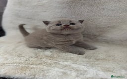 British Shorthair cats for sale: GCCF British shorthair lilac male kitten  - Image 1