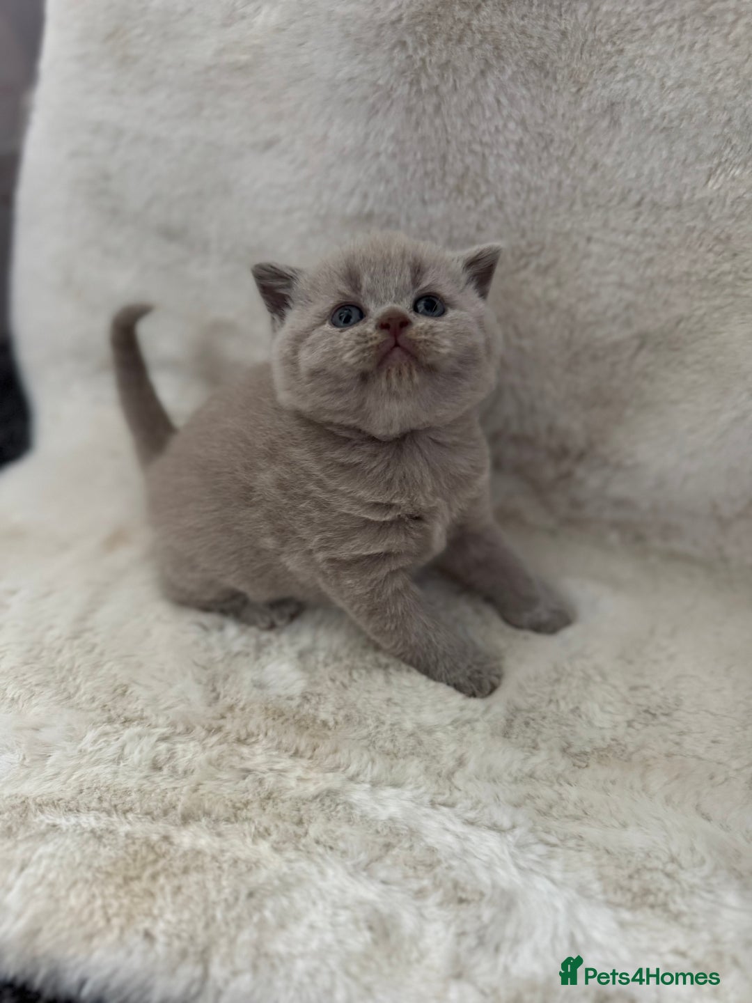British Shorthair cats for sale: GCCF British shorthair lilac male kitten  - Image 1