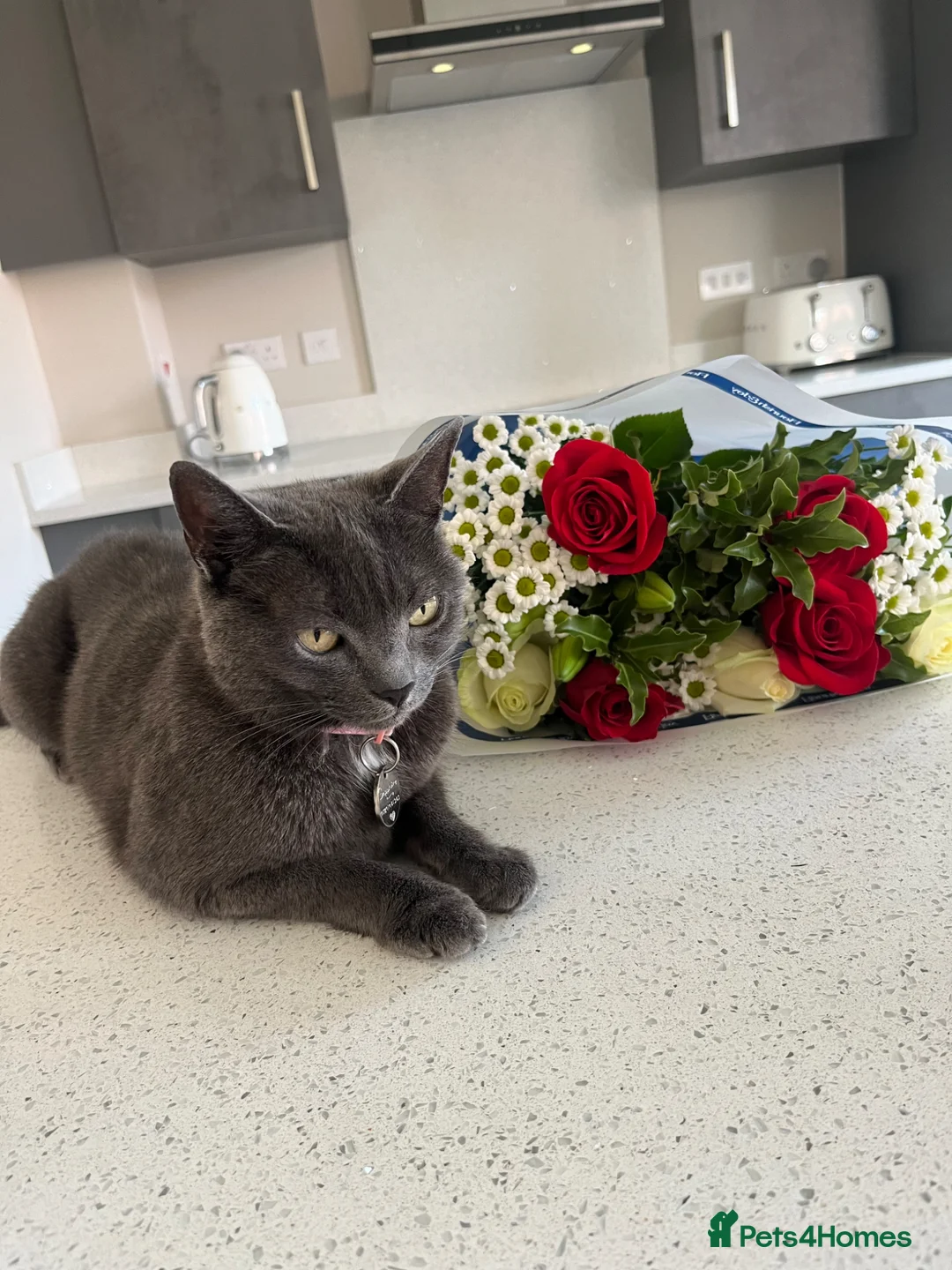 Russian Blue cats for sale: Russian Blue Sisters- looking for new home - Advert 4