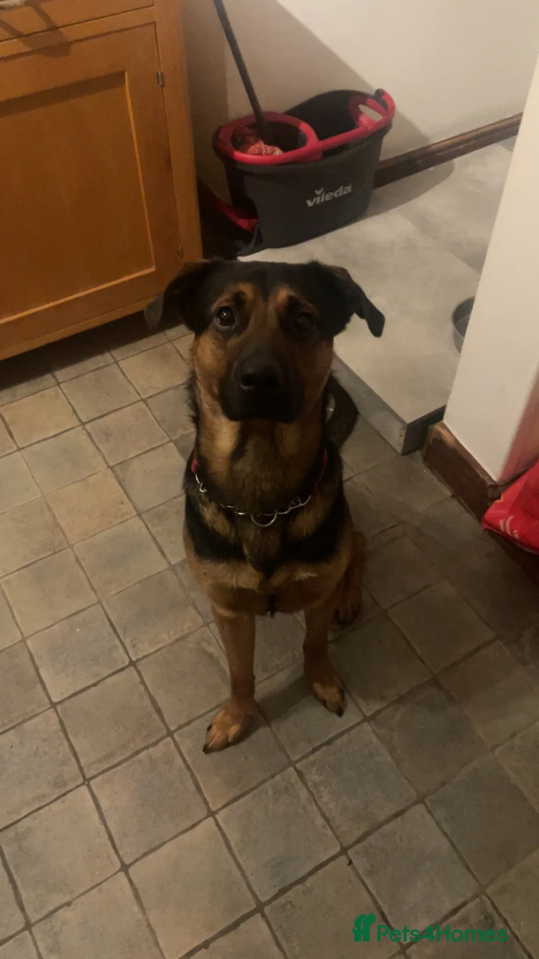 Mixed Breed dogs for sale: Allsation/Doberman male dog age 1 in Northallerton - Advert 1