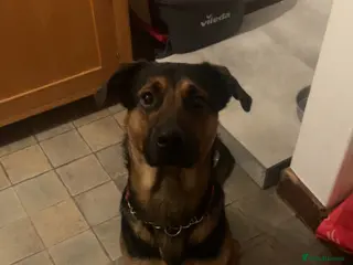 Mixed Breed dogs Allsation/Doberman male dog age 1 - Advert 3