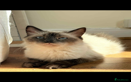 Siberian cats for sale: Hypoallergenic Siberian Neva Masquerade kittens. - Image 22