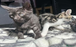 Bengal cats for sale: Adorable Half Bengal Kittens for Sale - Image 5