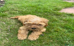 Cockapoo dogs for sale: Beautiful Cavapoo Puppy of Fox Red F1  - Image 3