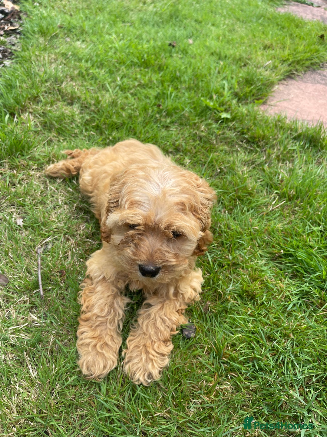 Cockapoo dogs for sale: Beautiful Cavapoo Puppy of Fox Red F1  - Image 3