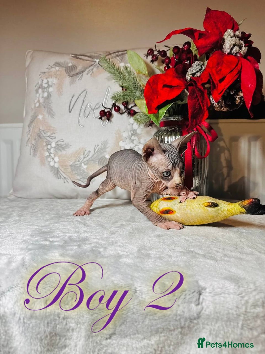 Sphynx cats for sale: Stunning Pedigree Sphynx Kittens - Advert 31