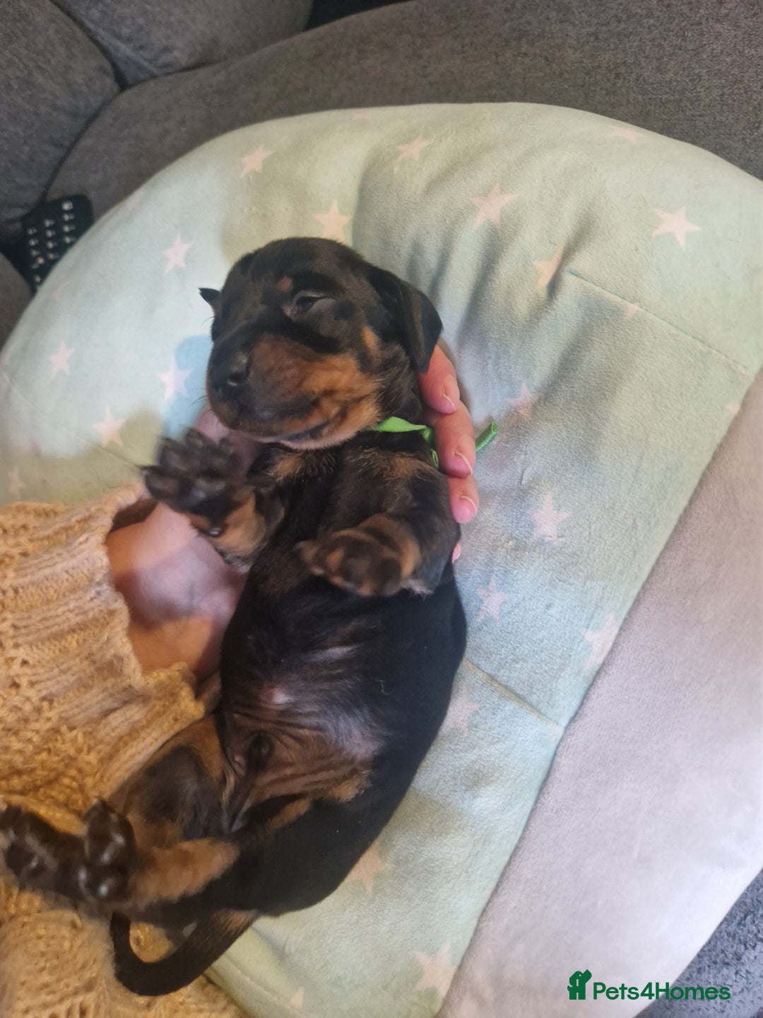Miniature Dachshund dogs for sale: Miniature dachshund  - Advert 18