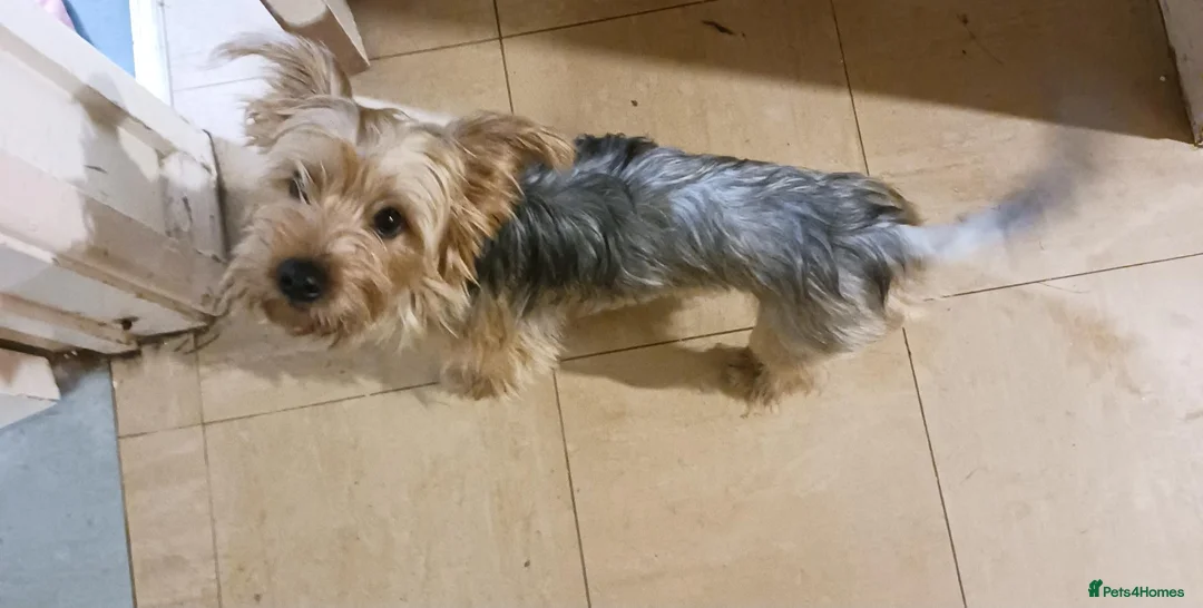 Yorkshire Terrier dogs for sale: 3 Yorkshire terriers for sale  - Advert 2